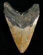 Very Thick / Megalodon Tooth #4988-2